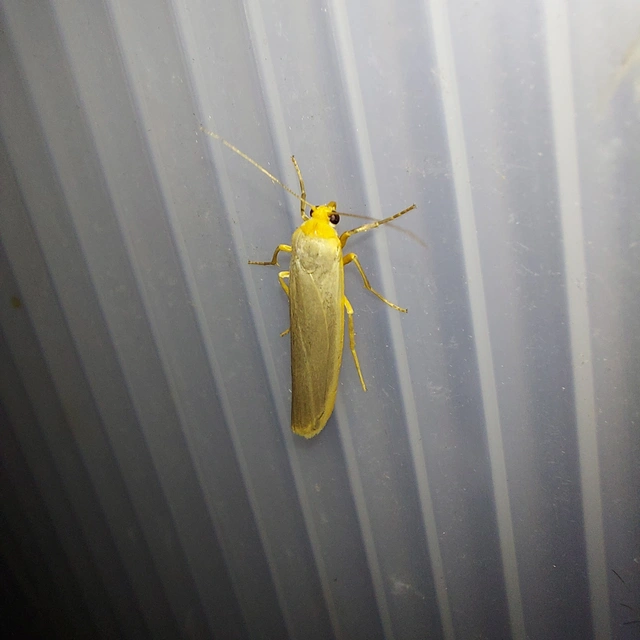 Eilema complana - közönséges zuzmószövő