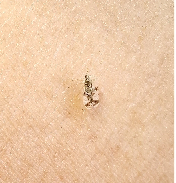 Stephanitis pyri - körte-csipkéspoloska