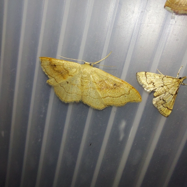Idaea rubraria - vörössávos araszoló