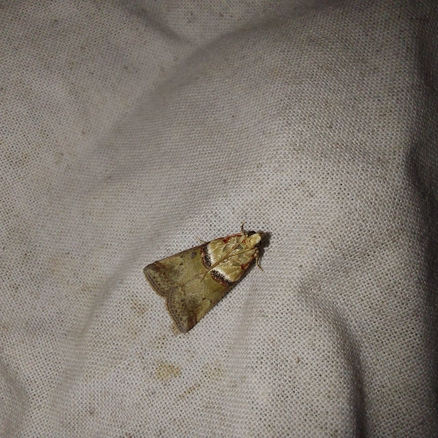 Acrobasis tumidana - bordás karcsúmoly