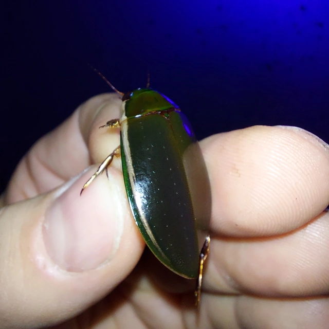 Cybister lateralimarginalis - nagy búvárbogár