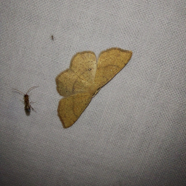 Cyclophora ruficiliaria - vörösrojtú pettyesaraszoló