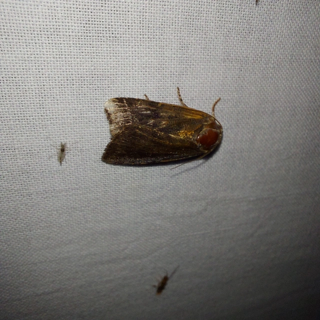 Noctua janthina - tarka sárgafűbagoly