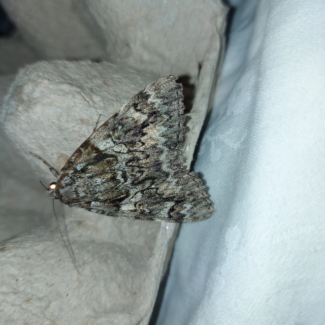 Catocala promissa - kis tölgyfa-övesbagoly