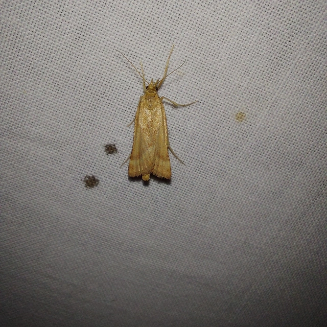 Synaphe punctalis - hosszúlábú fényilonca