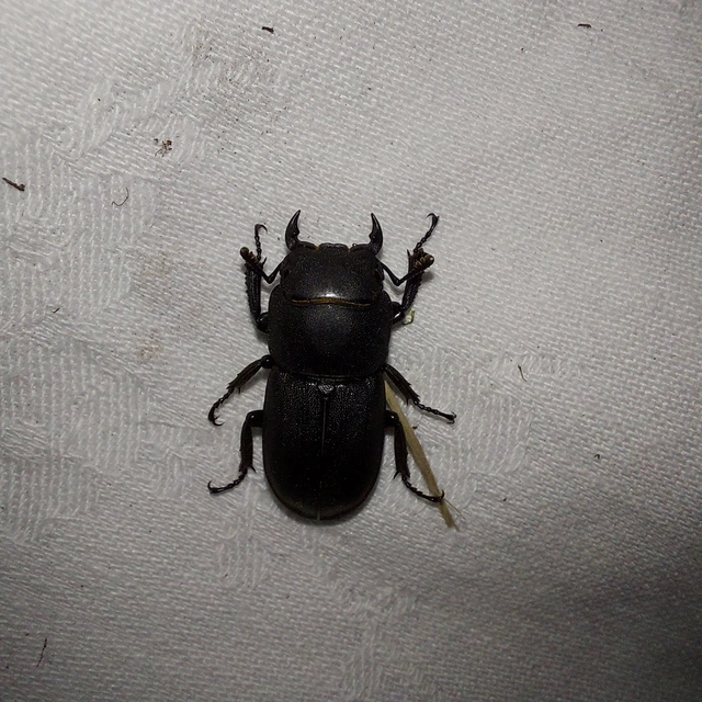 Dorcus parallelipipedus - kis szarvasbogár