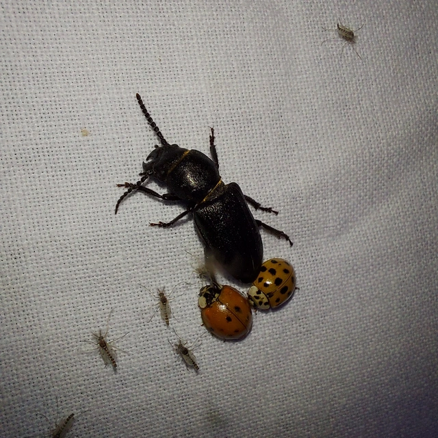 Spondylis buprestoides - erdei félcincér