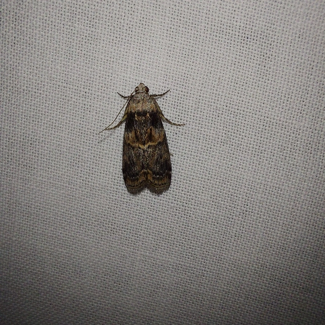 Phycita meliella - görög karcsúmoly