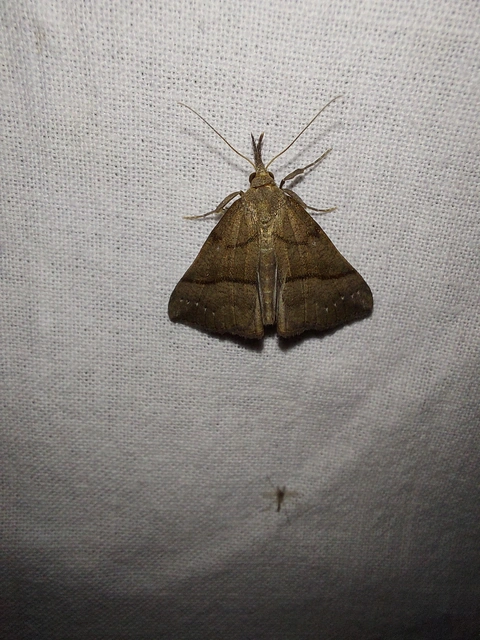 Hypena proboscidalis - ormányos karcsúbagoly