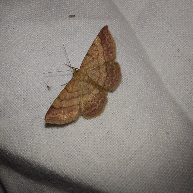 Scopula rubiginata - réti pirosaraszoló