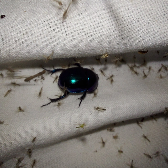 Trypocopris vernalis - tavaszi álganéjtúró