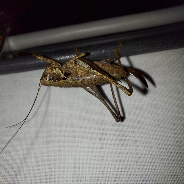 Pholidoptera griseoaptera - szürke avarszöcske