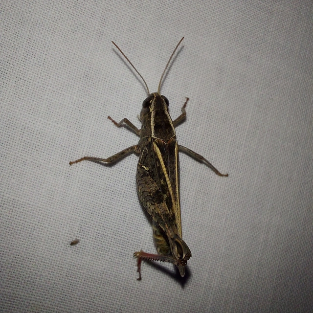 Calliptamus italicus - olaszsáska