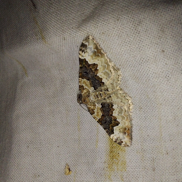 Epirrhoe galiata - sávos galajaraszoló