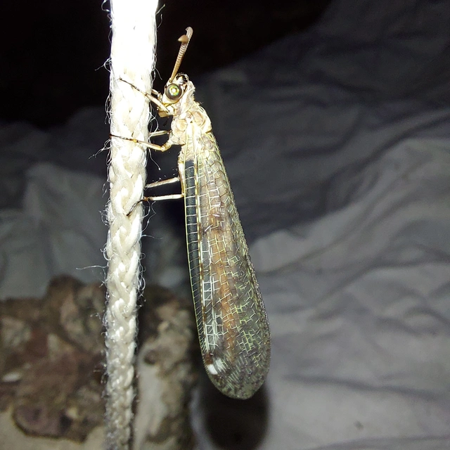 Distoleon tetragrammicus - négyfoltos hangyaleső