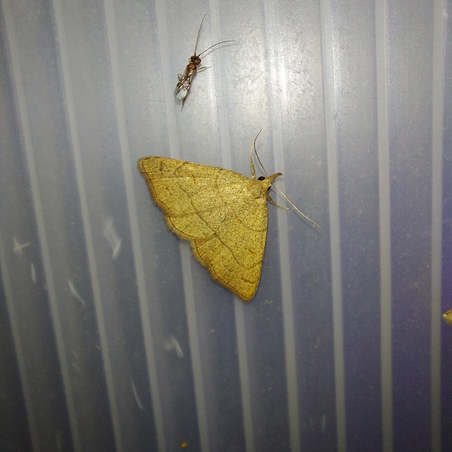 Paracolax tristalis - sárgás karcsúbagoly