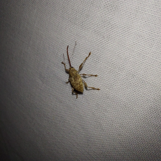 Curculio elephas - gesztenyezsuzsóka
