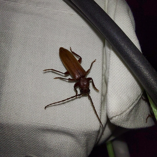 Arhopalus rusticus - gödrösnyakú cincér