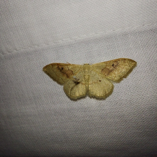 Idaea rubraria - vörössávos araszoló