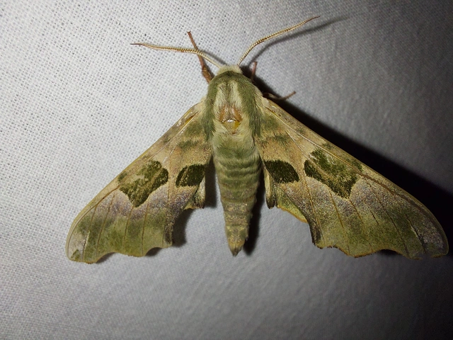 Mimas tiliae - hársfaszender