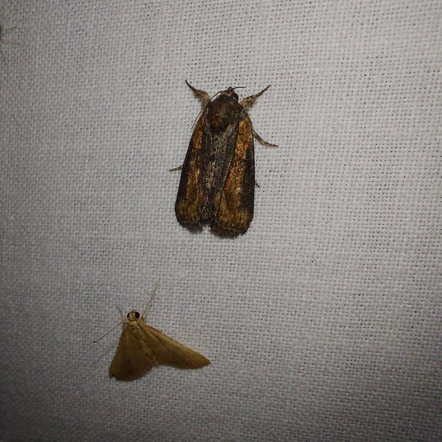 Bryophila raptricula/felina