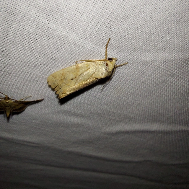 Cosmia trapezina - közönséges lombbagoly
