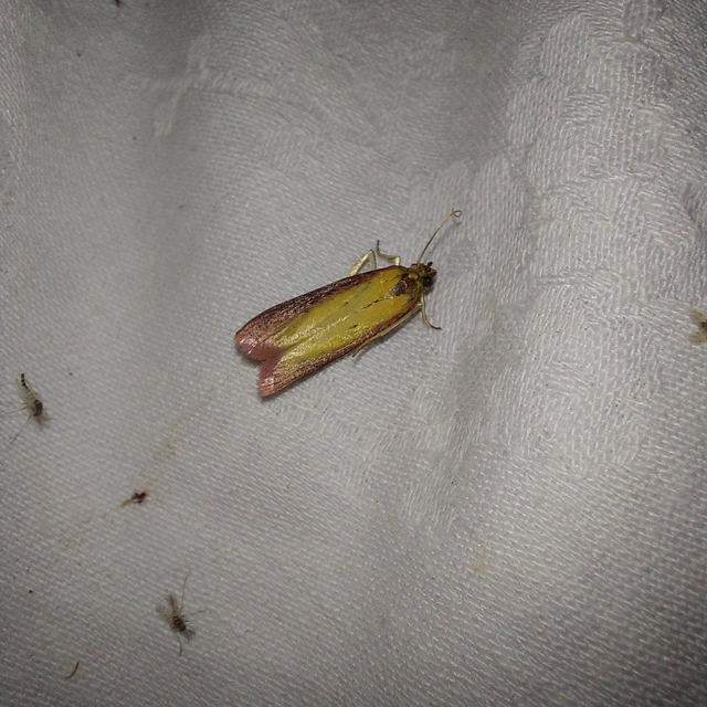Oncocera semirubella - lucernamoly