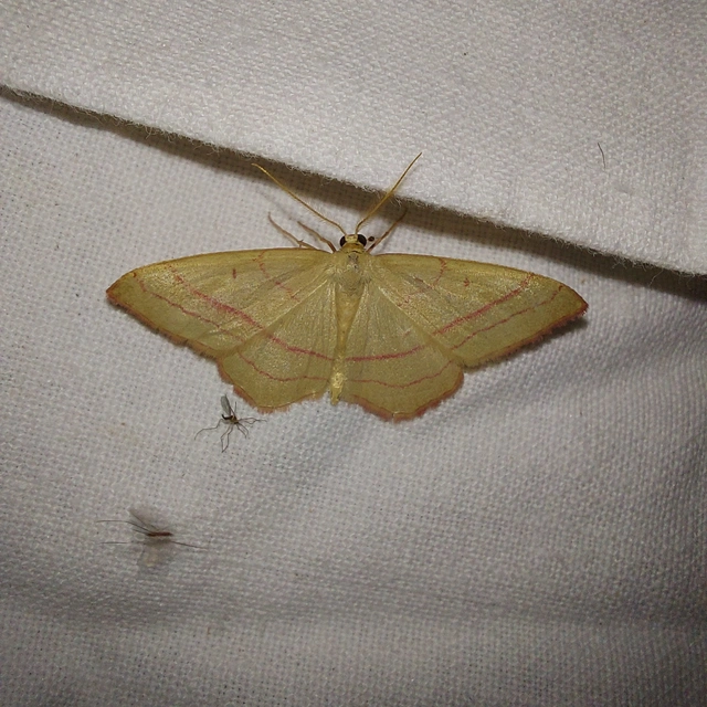 Rhodostrophia vibicaria - pirosszélű araszoló