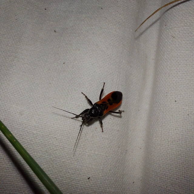 Peirates hybridus - foltos rablópoloska