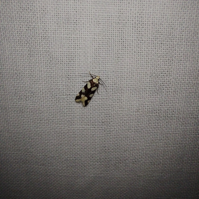 Pseudotelphusa tessella - sóskafamoly