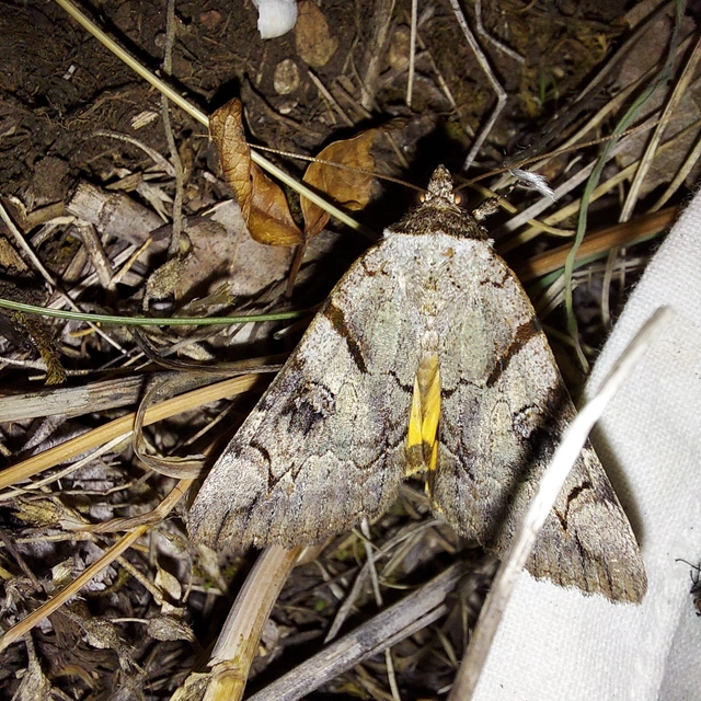 Catocala hymenaea - kökény-övesbagoly