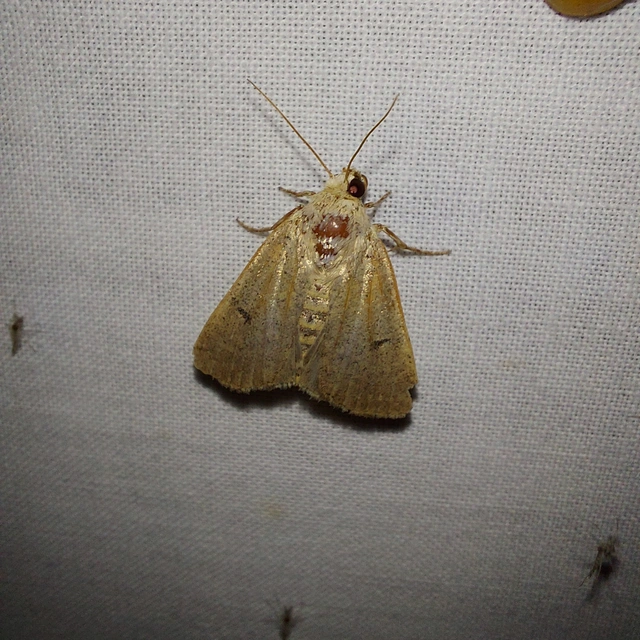Platyperigea aspersa - homokszínű selymesbagoly