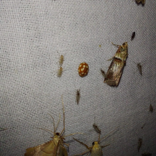 Vibidia duodecimguttata - tizenkétcseppes füsskata