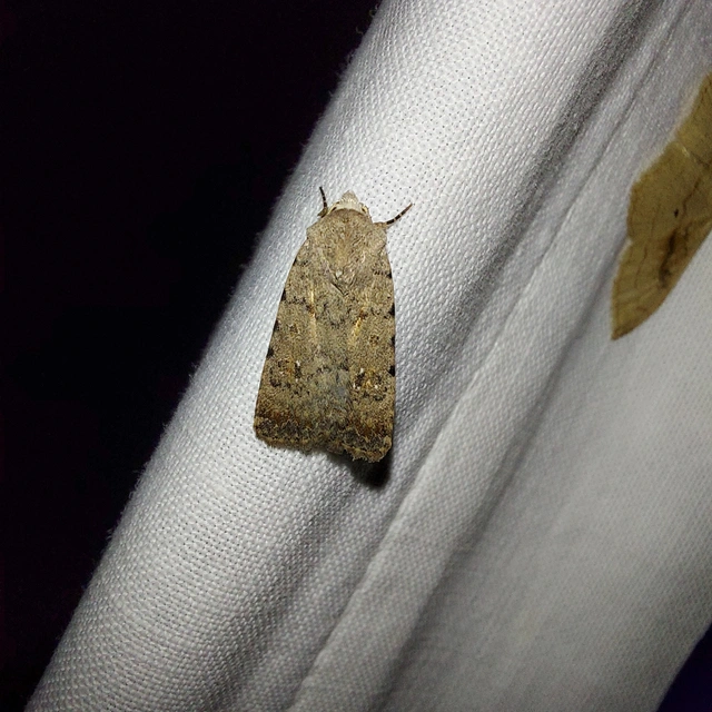 Paradrina clavipalpis - közönséges selymesbagoly