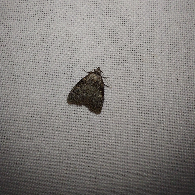 Meganola kolbi - szélesszárnyú pamacsosszövő
