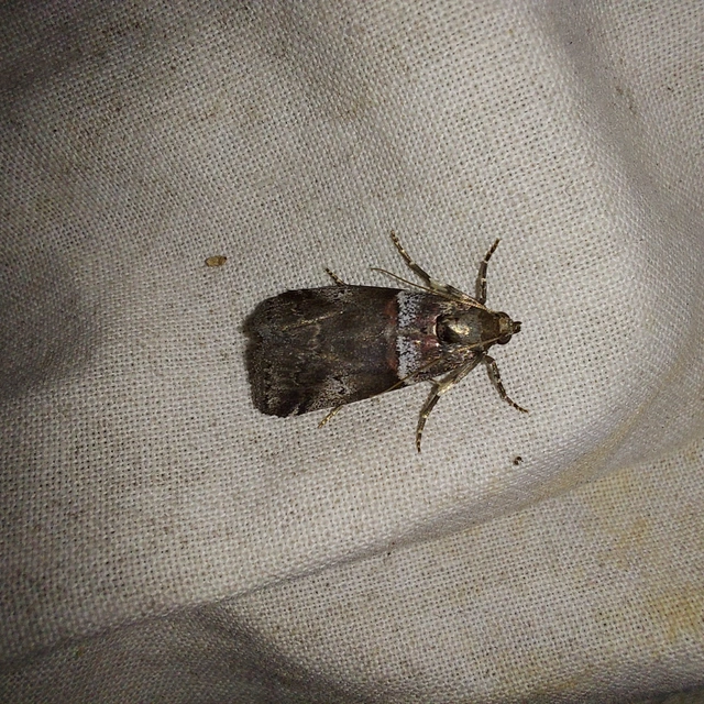 Acrobasis legatea - bengerágó karcsúmoly