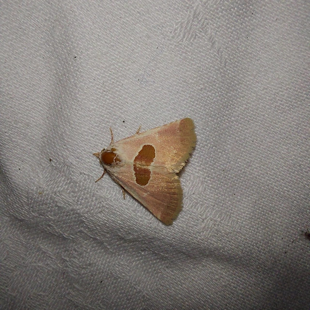Calymma communimacula - pajzstetűfaló bagoly