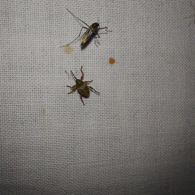 Curculio glandium - tölgymakkzsuzsóka