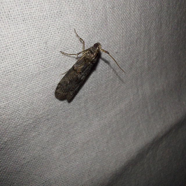 Phycita
