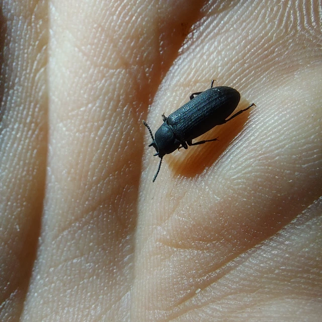 Cryphaeus cornutus - szarvas gyászbogár