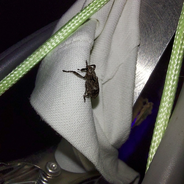 Gasterocercus depressirostris - laposorrú ormányos