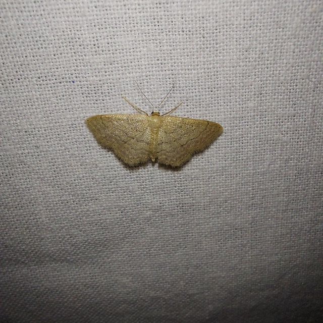 Idaea obsoletaria rufularia - sárgás apróaraszoló