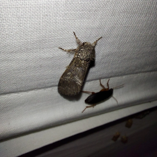 Drymonia querna - tölgyfa-púposszövő