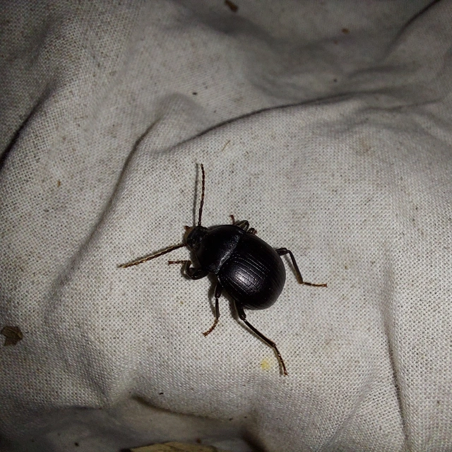 Accanthopus velikensis