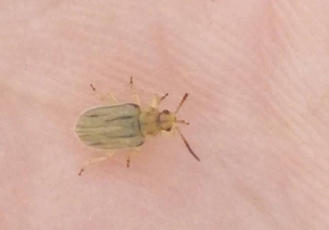 Ophraella communa - parlagfű-olajosbogár