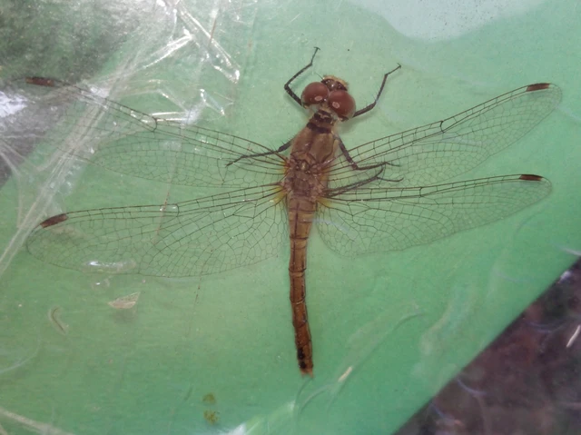 Sympetrum sanguineum - vörös katona-szitakötő