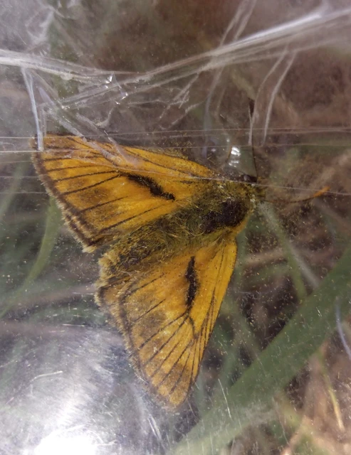 Ochlodes sylvanus - erdei busalepke
