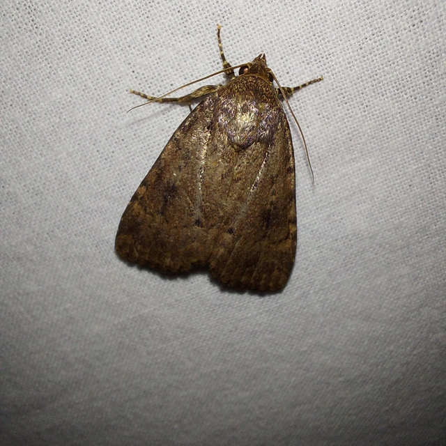 Amphipyra pyramidea - fahéjszínű bagoly