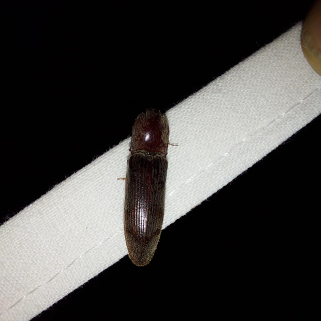 Stenagostus rhombeus - rombusznyakú pattanó