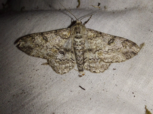 Ascotis selenaria - holdas faaraszoló
